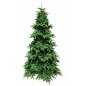  Triumph Tree    215 