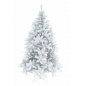  Triumph Tree   185 