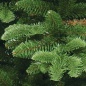  Triumph Tree  - 155 