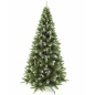   Triumph Tree  